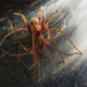 Illustration for article titled Shooting Challenge: Bugs 1